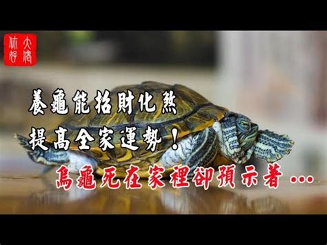 烏龜 寓意|烏龜寓意揭秘：為何風水師都推崇？